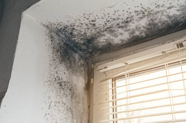 Affordable Basement Mold Removal solutions in Deal, NJ